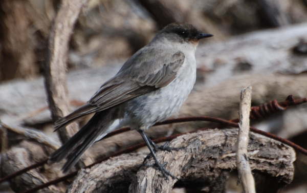 Dark-faced Ground Tyrant