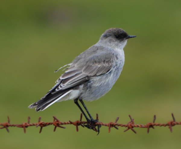 Dark-faced Ground Tyrant