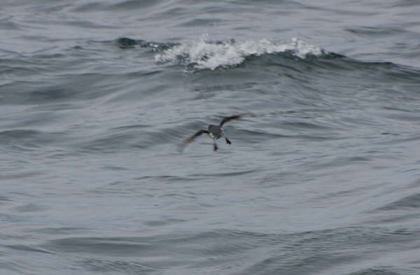 Diving Petrel