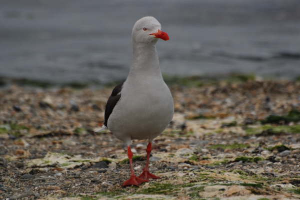 Dolphin Gull
