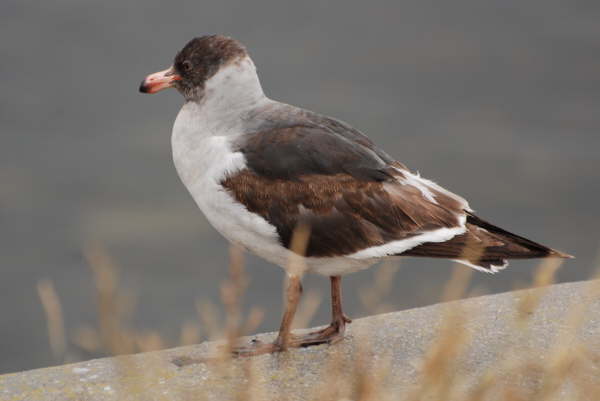 Dolphin Gull (juv)