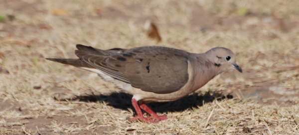 Eared Dove