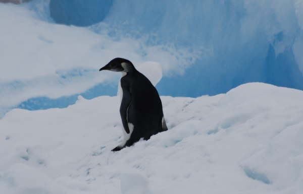 Emperor Penguin