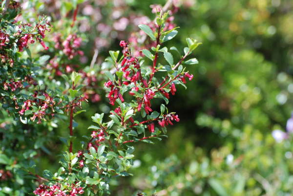 Escallonia rubra