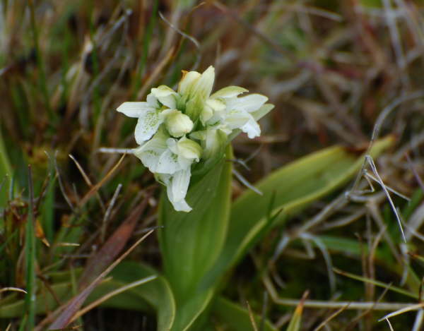 Falkland Orchid