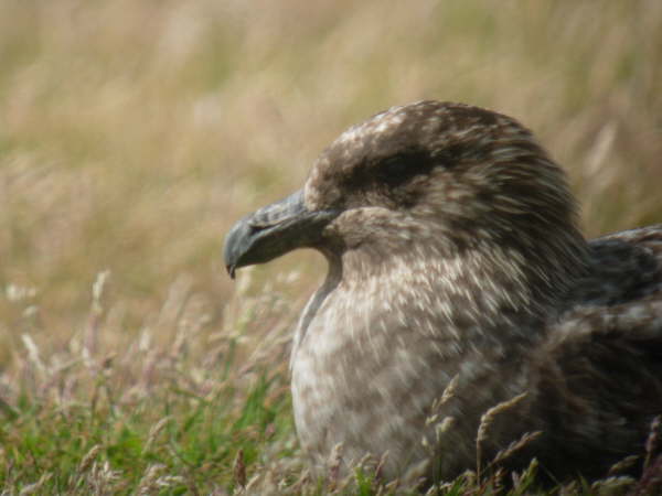 Falkland Skua