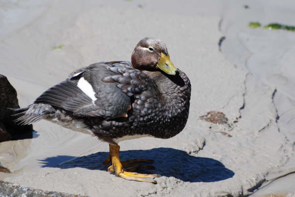 Falkland Steamer Duck 