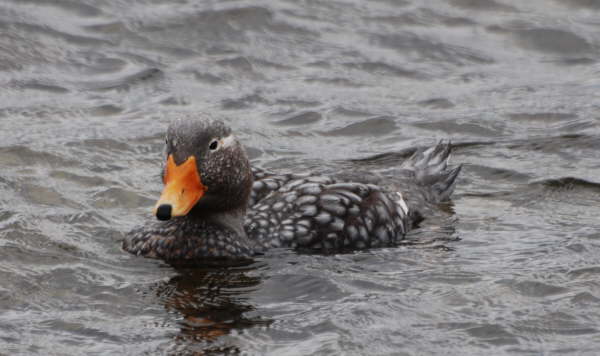 Flightless Steamer Duck