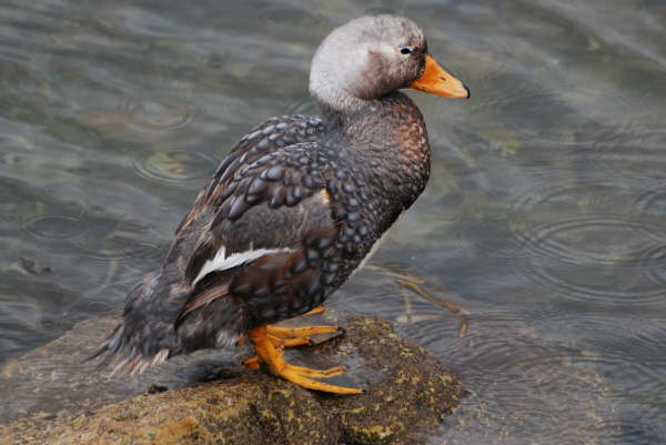 Falkland Steamer Duck
