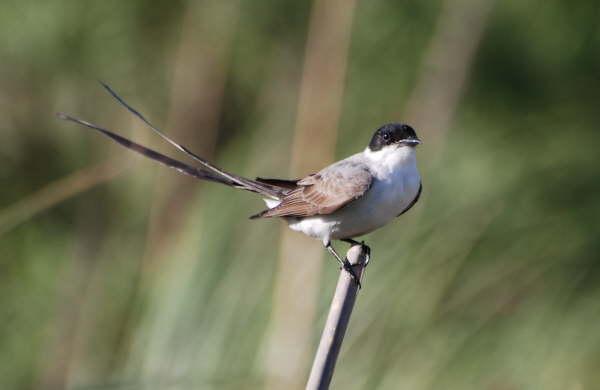Fork-tailed Flycatcher