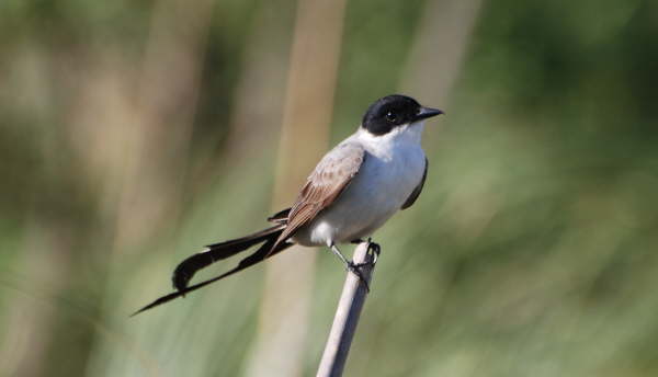 Fork-tailed Flycatcher 