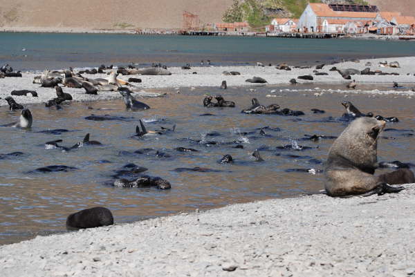 Antarctic Fur Seal Paddling Pool