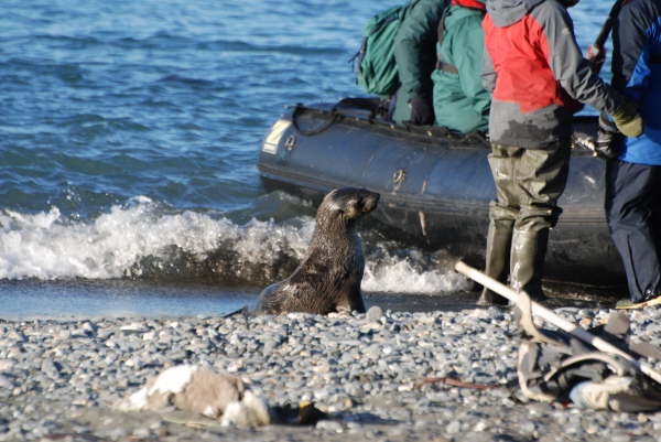 Antarctic Fur Seal pup