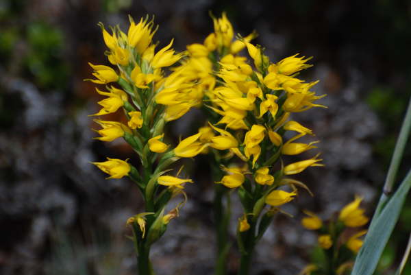 Gavilea lutea