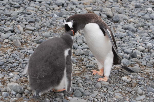Gentoo Penguin