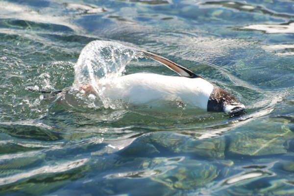 Gentoo Penguin