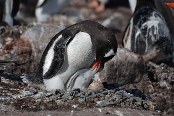 Gentoo Penguin and chick