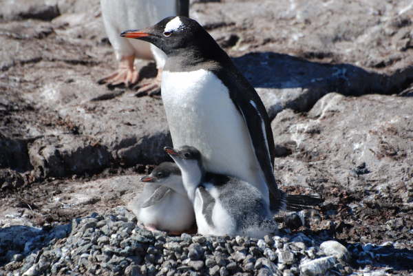 Gentoo Penguin and chick