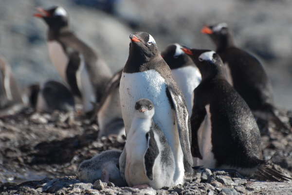 Gentoo Penguin and chick