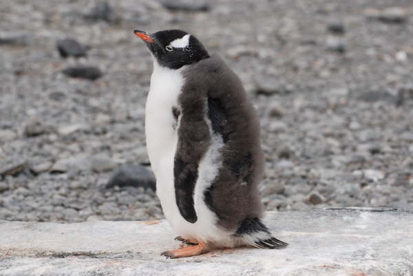Gentoo Penguin chick