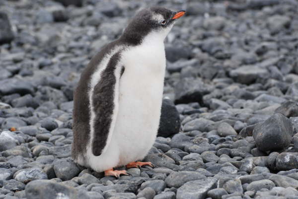 Gentoo Penguin chick