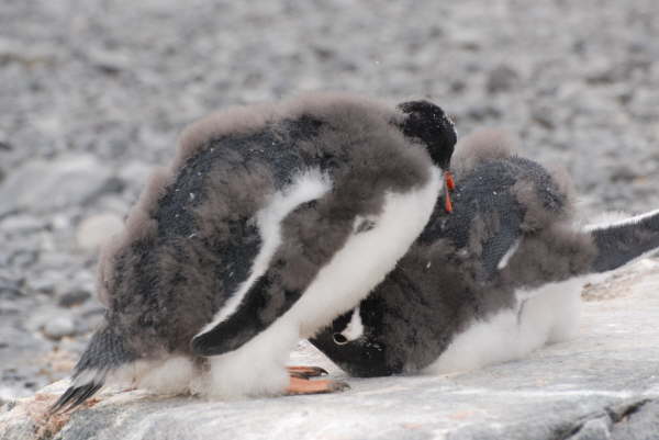 Gentoo Penguin chicks
