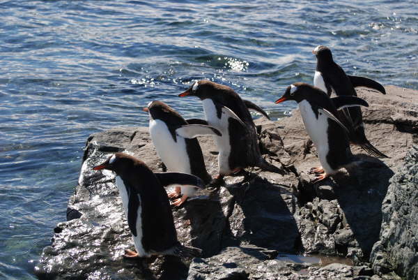 Gentoo Penguins