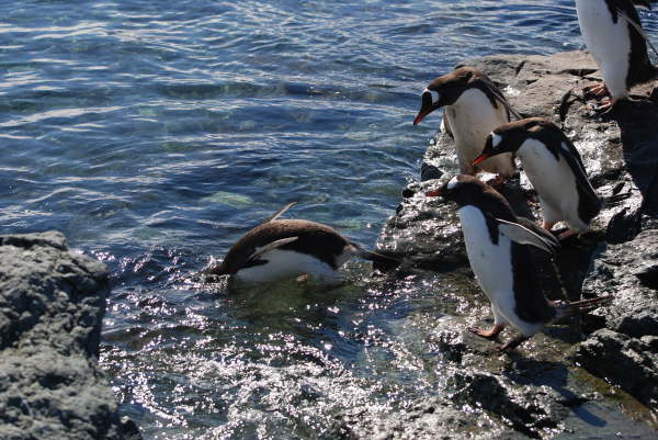 Gentoo Penguins