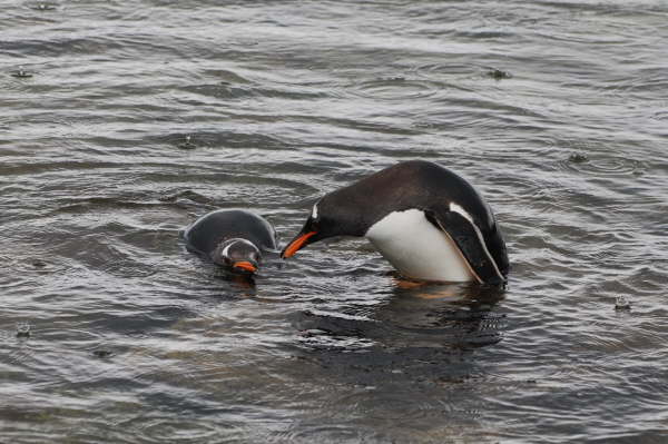 Gentoo Penguins