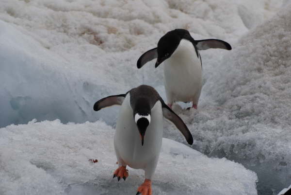 Gentoo and Adele Penguins