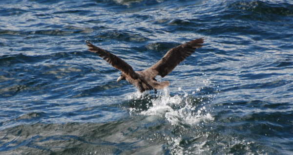 Giant Petrel