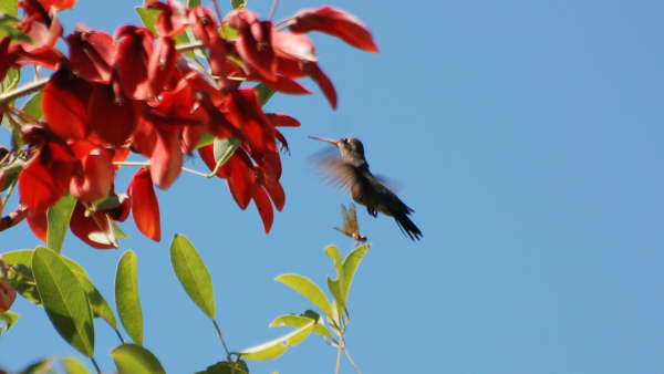 Glittering-bellied Emerald (female)
