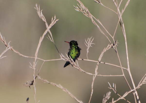Glittering-bellied Emerald 