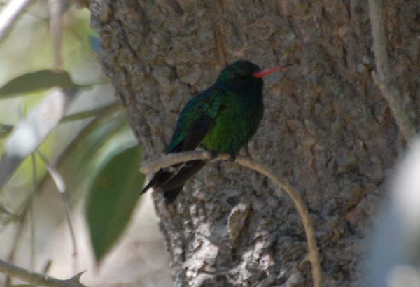 Glittering-bellied Emerald 