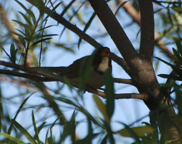 Golden-billed Saltator