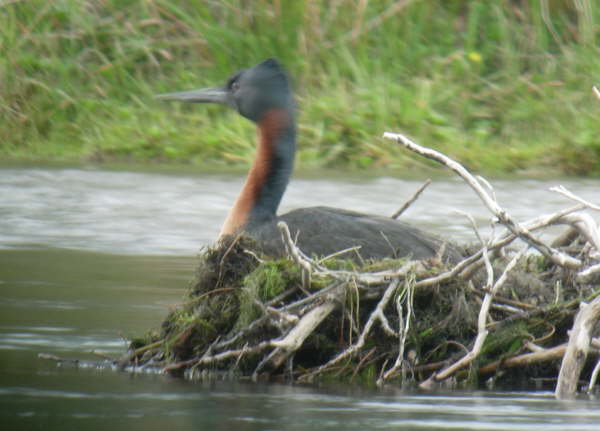 Great Grebe