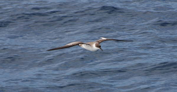 Great Shearwater