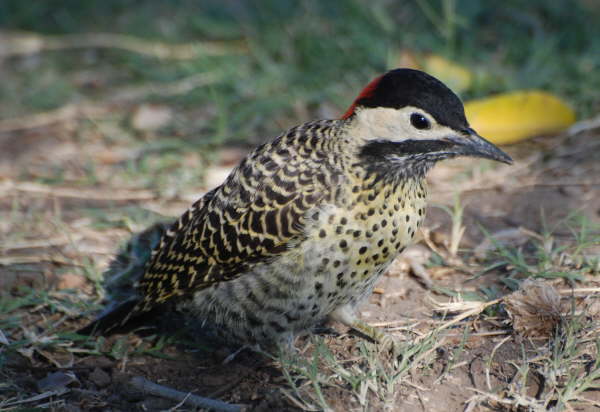 Green-barred Woodpecker