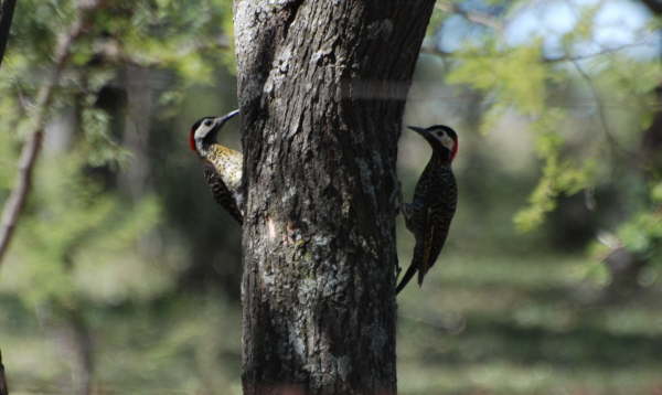 Green-barred Woodpeckers