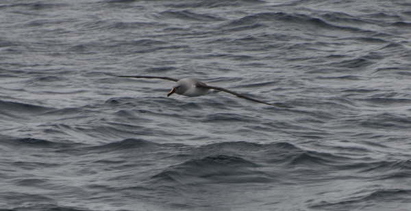 Grey-headed Albatross
