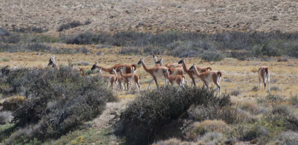 Guanaco