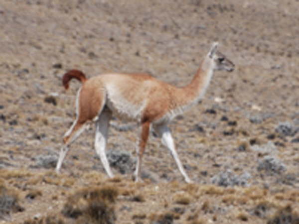 Guanaco