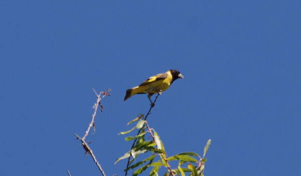 Hooded Siskin