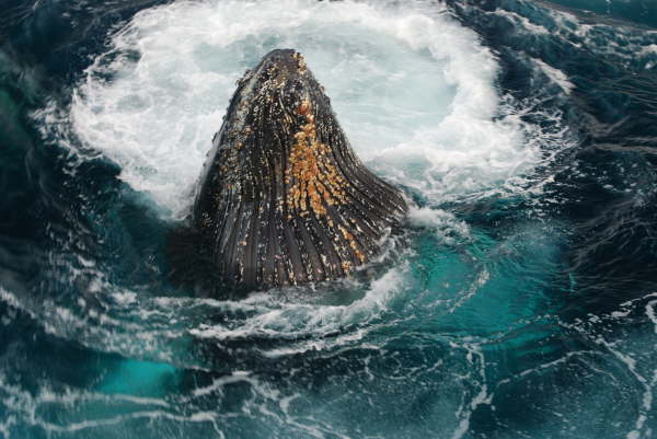 Humpback Whale bubble feeding