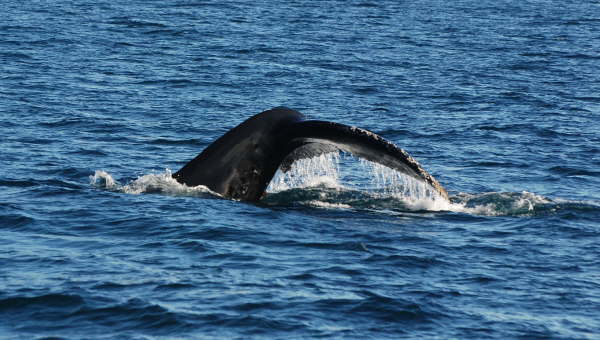 Humpback whale