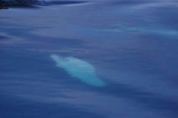 Humpback whale and fin