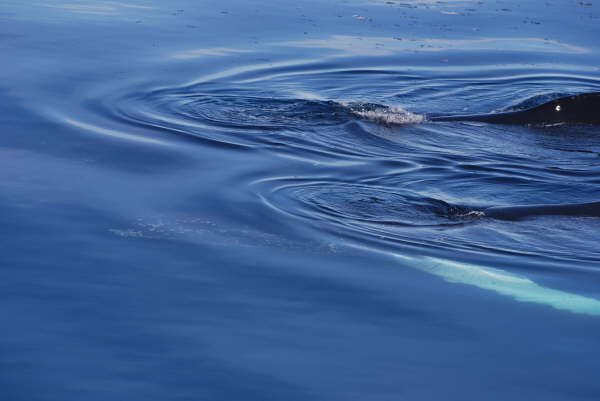 Humpback whale and fins