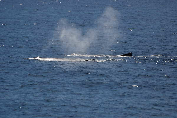 Humpback whales