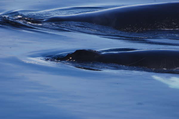Humpback whales and fin