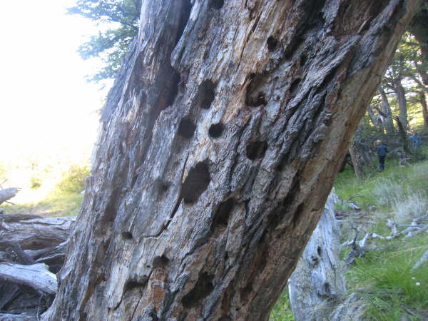 Magellanic Woodpecker holes
